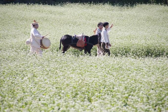 메밀밭 사이를 지나는 효석문화제 전통 행렬